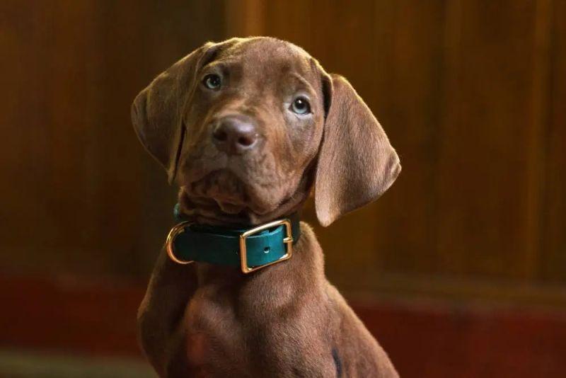 Pogled na Scooby-Dooa u Netflixovoj novoj igranoj seriji