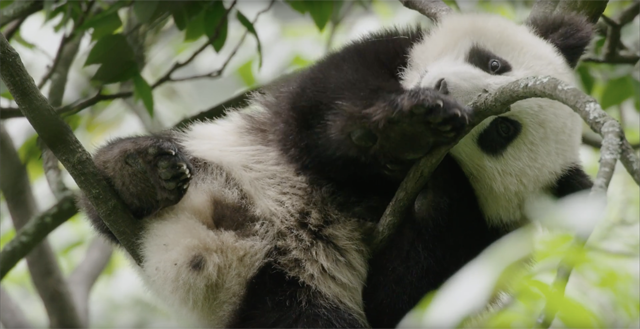 Inserti iz Disneynature dokumentarca "Born In China"